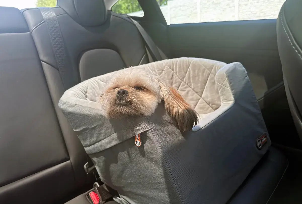 Petit chien malade en voiture, endormi dans son siège rehausseur, l'air un peu patraque.