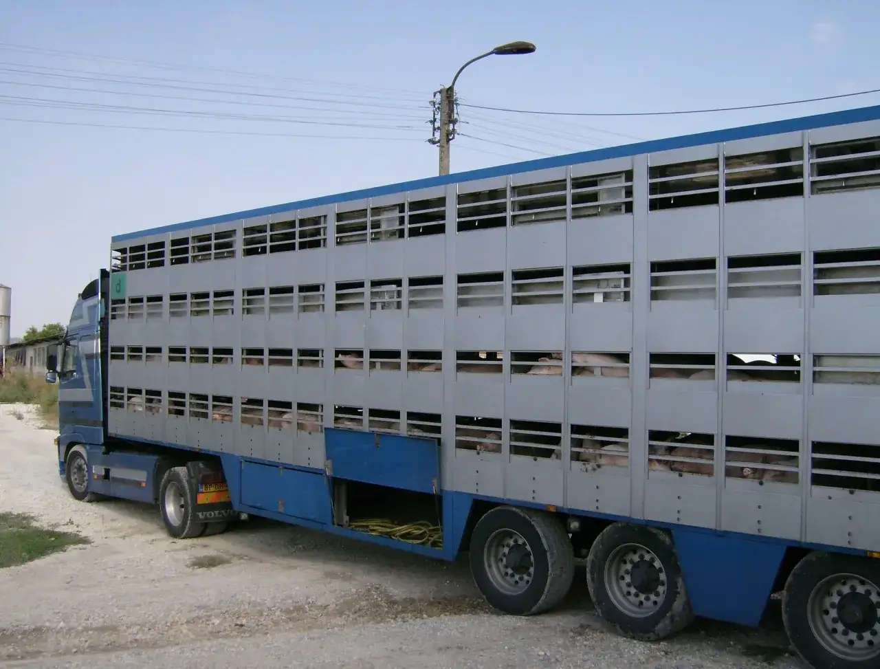 Camion de fret animaux, transportant des cochons dans des cages ventilées.