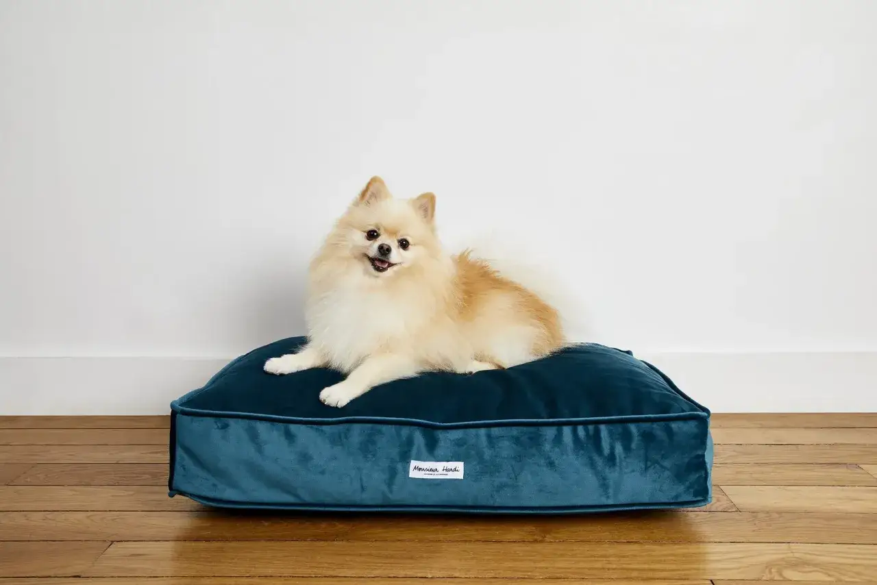 Un adorable petit chien Spitz se repose sur un coussin chien rectangulaire en velours bleu canard.