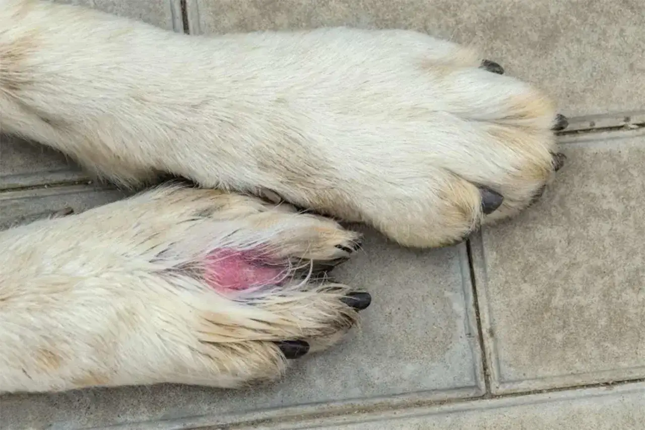 Pattes d'un chien blanc, dont une pr&eacute;sente une rougeur et une irritation, possiblement une verrue sur la patte.