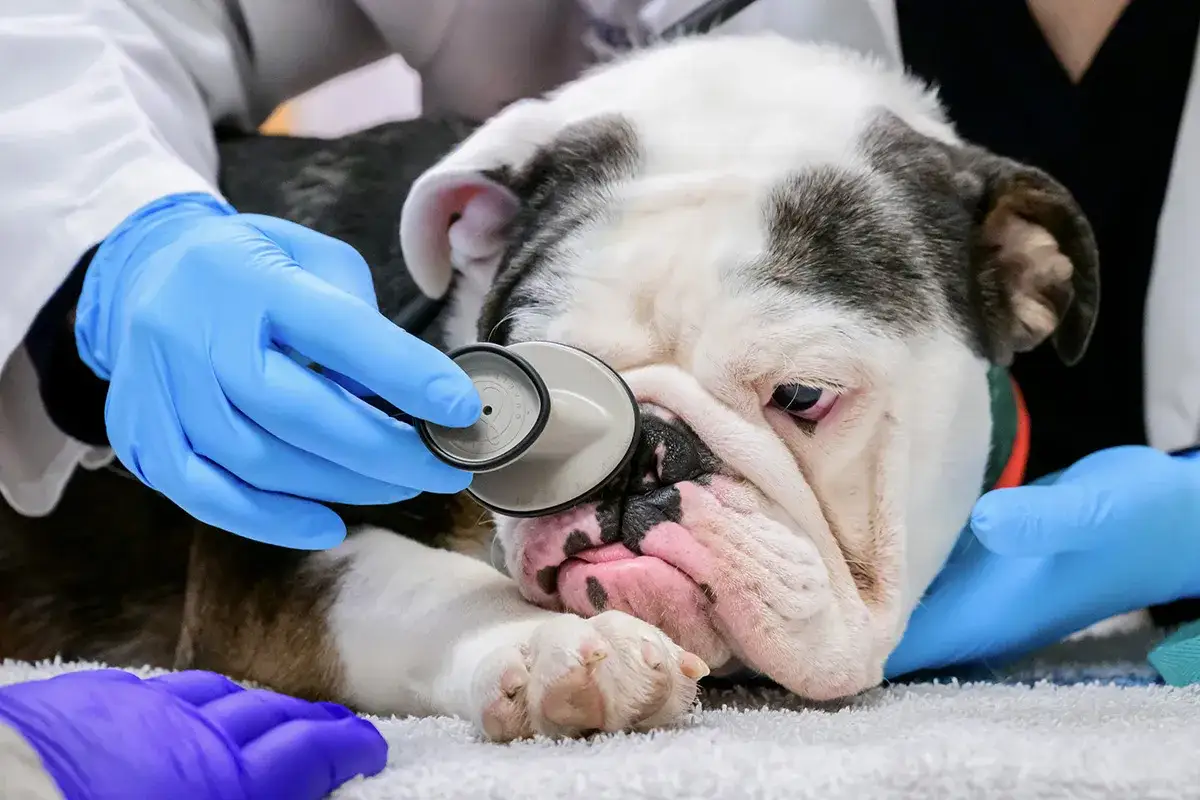 Un vétérinaire examine un bouledogue qui semble dormir profondément, peut-être un chien qui ronfle.