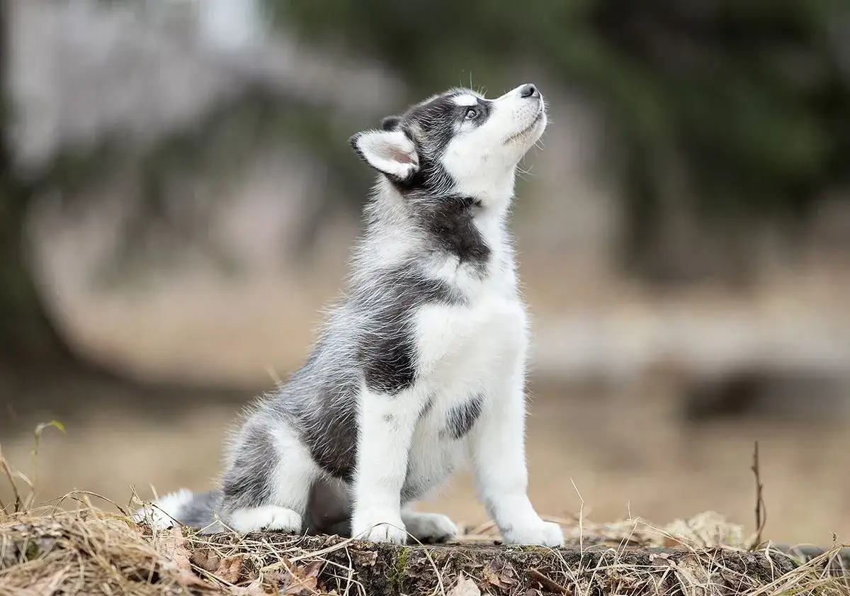 Adorable chiot husky de 2 mois, assis sur un tronc d'arbre, regardant le ciel avec curiosité.