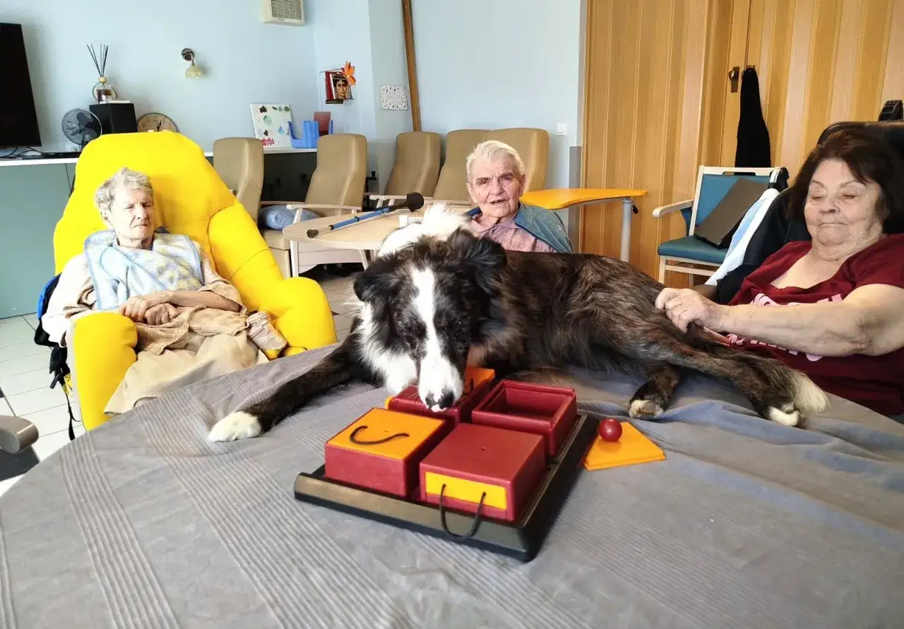 Un chien participe à une séance de zoothérapie, interagissant avec des personnes âgées et un jeu de réflexion.