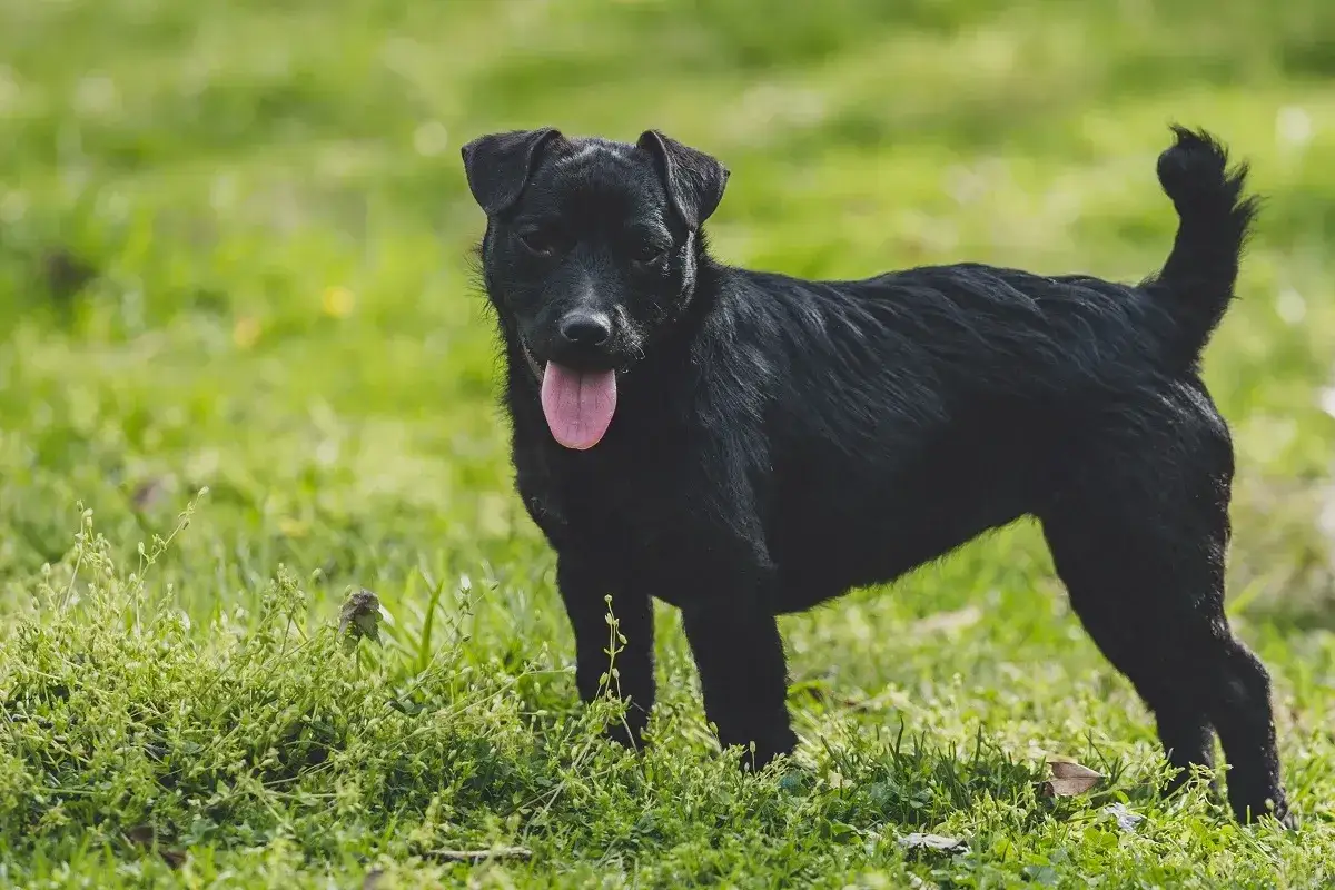 Un adorable Patterdale Terrier noir, langue pendante, profite d'une journ&eacute;e ensoleill&eacute;e dans l'herbe verte.