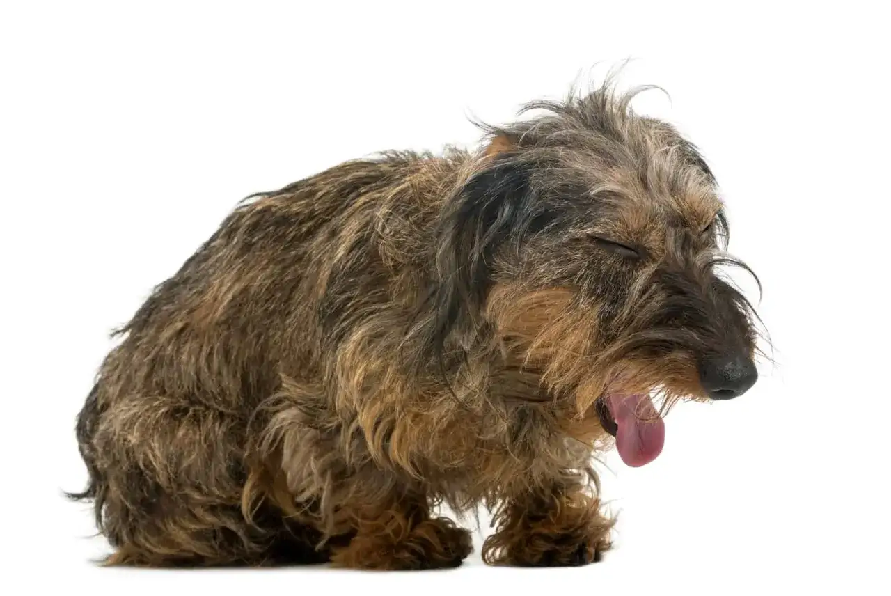 Un chien qui tousse, le museau relevé, la gueule ouverte et la langue pendante. Il semble fatigué.
