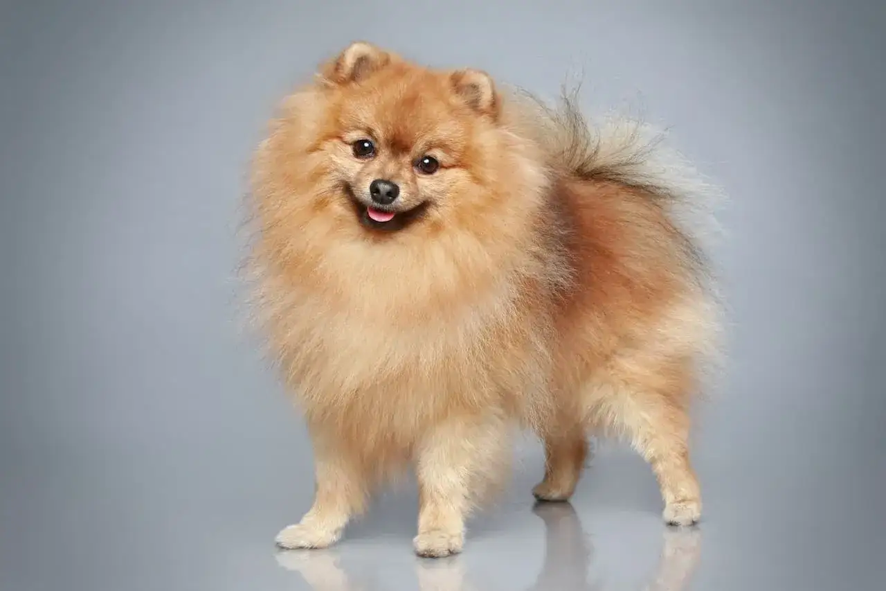 Un adorable spitz moyen, tout en fourrure dor&eacute;e, sourit &agrave; l'objectif sur fond gris.