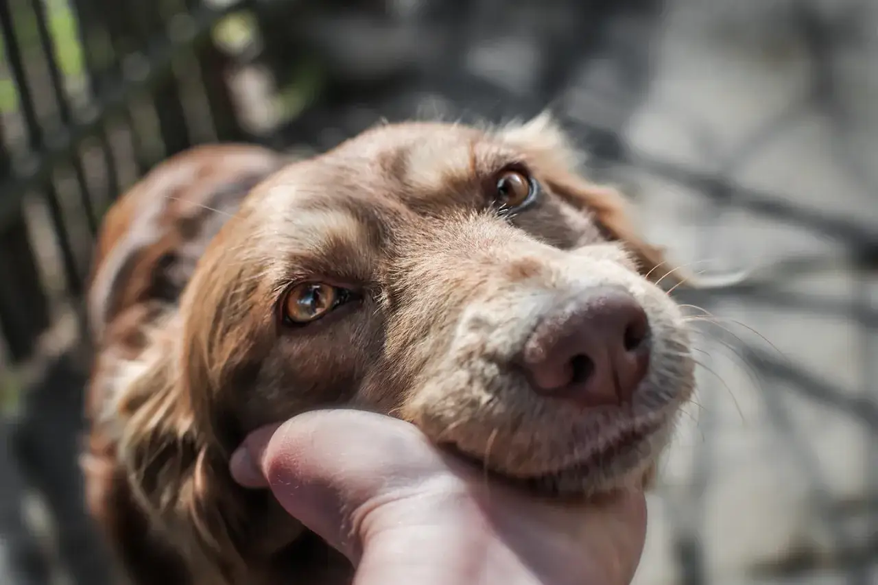 Un chien s&eacute;nile, le regard plein de tendresse, re&ccedil;oit une caresse avant son euthanasie.