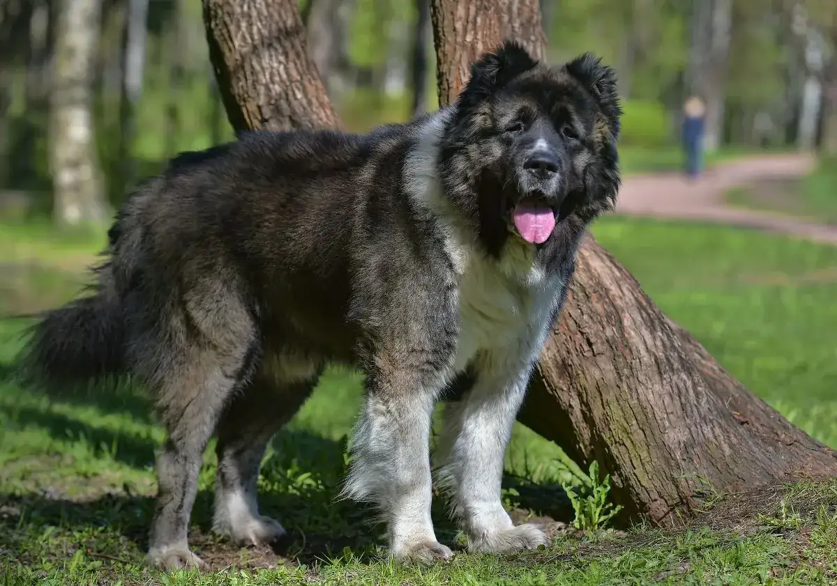 Un majestueux berger du Caucase, au pelage épais et aux yeux vifs, se tient fièrement dans un parc verdoyant.