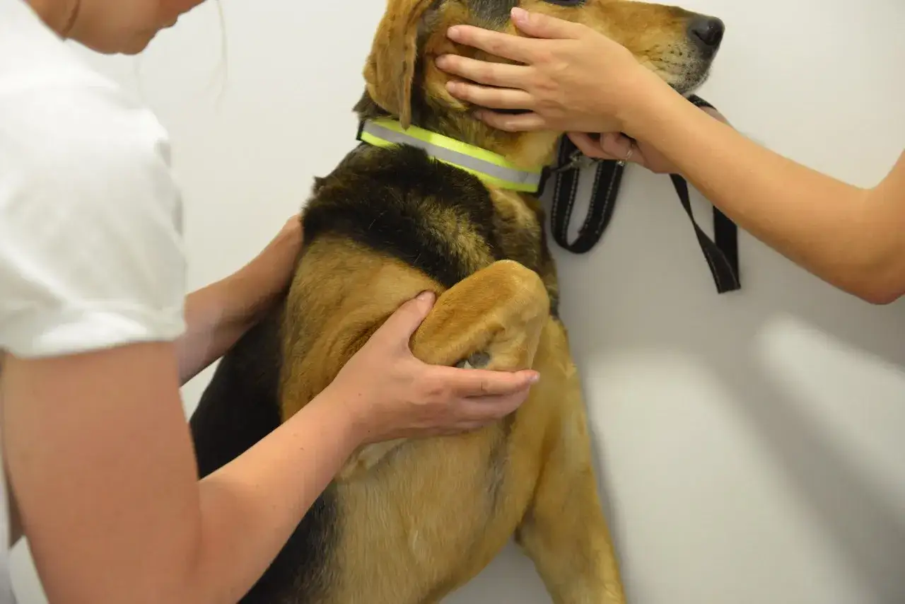 Un chien hyperactif, un peu agit&eacute;, est examin&eacute; par deux mains bienveillantes.