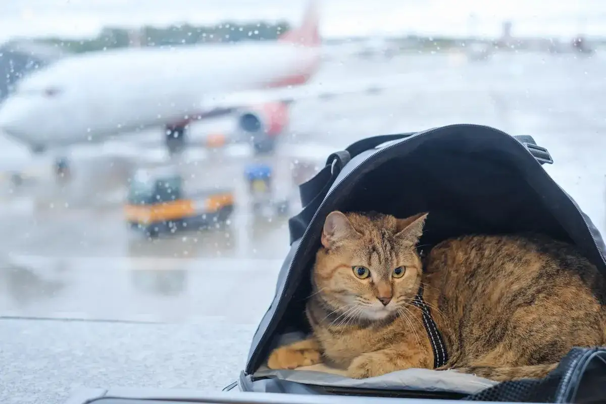 Un chat roux se repose dans son sac de transport à l'aéroport, prêt pour le voyage. Il semble que ce soit la meilleure compagnie aérienne pour animaux.