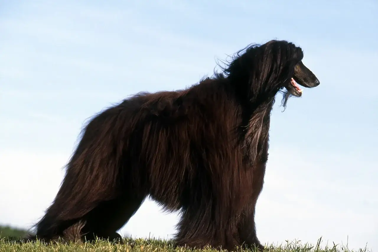 Un majestueux lévrier afghan, au pelage long et sombre, se tient fièrement sur l'herbe, le ciel bleu en toile de fond.