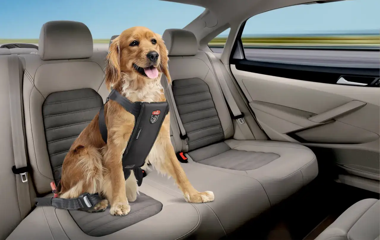 Un golden retriever porte un harnais chien voiture obligatoire, attaché à la banquette arrière pour un voyage en toute sécurité.
