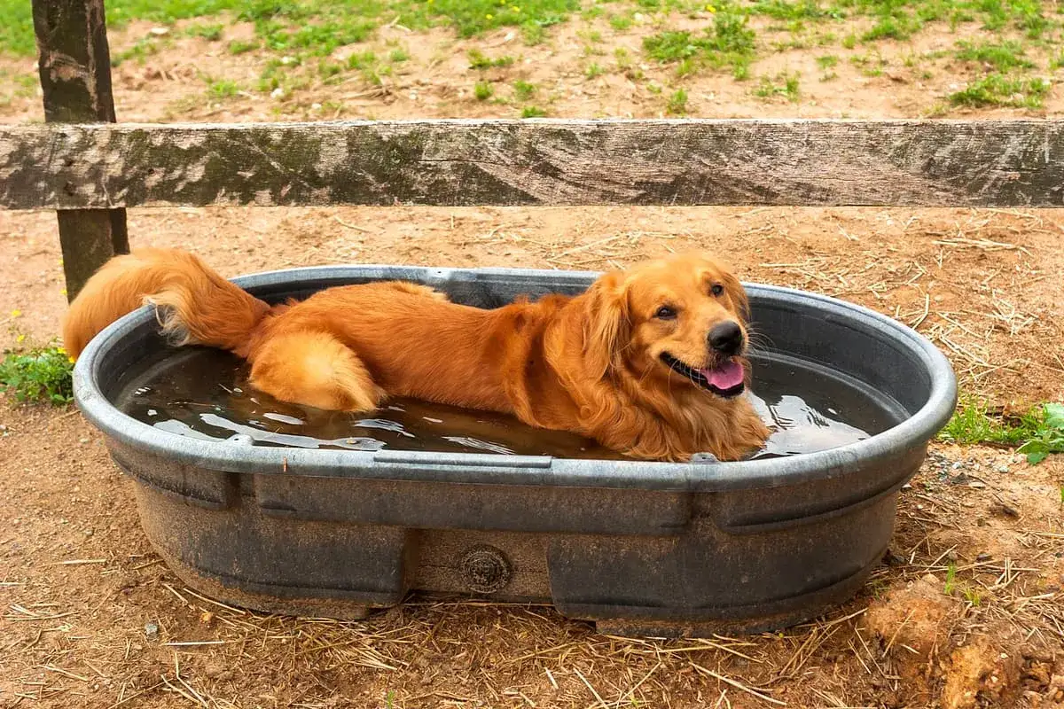 Un chien golden retriever, la truffe chaude, se rafraîchit dans une baignoire remplie d'eau.