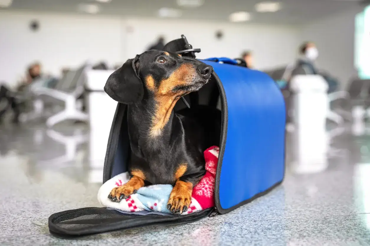 Un teckel noir et brun attend patiemment dans sa caisse de transport bleue, prêt pour son voyage en Eurostar avec son propriétaire.