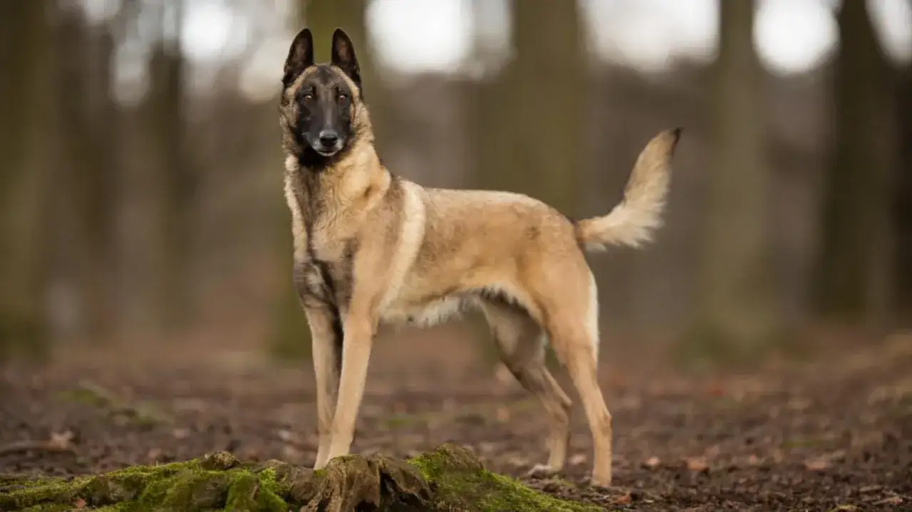 Un magnifique malinois catégorie, debout dans une forêt, le regard fixé vers l'objectif.