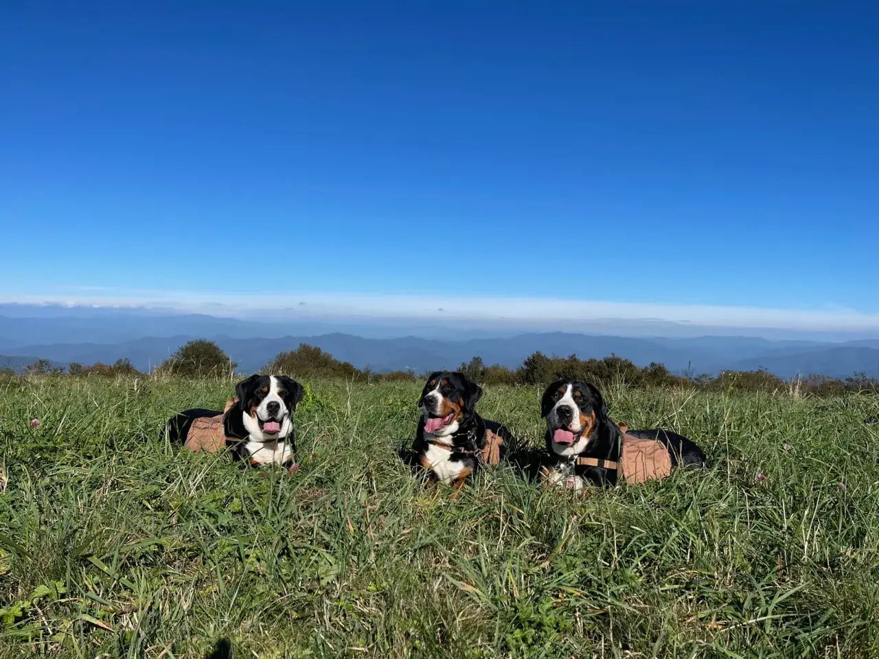 Trois bouviers suisses se reposent dans l'herbe haute, portant des sacoches, avec des montagnes bleues en arri&egrave;re-plan.