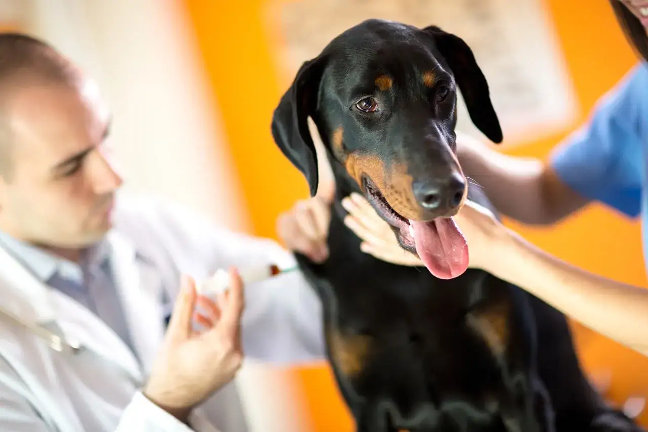 Un vétérinaire administre une injection à une chienne Doberman. Elle reçoit peut-être une pilule pour chienne ou un traitement.