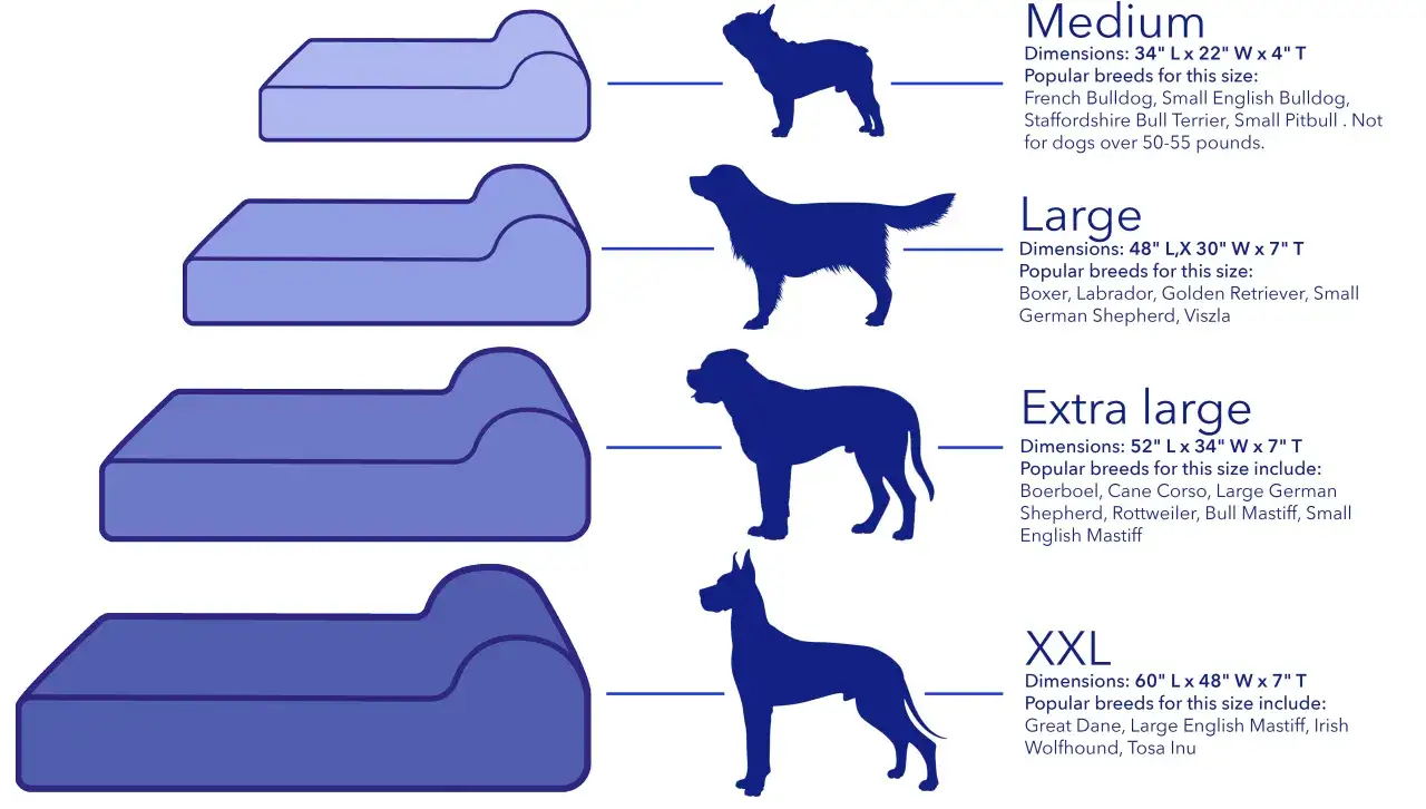 Tableau comparatif des tailles de coussin ovale pour chien, du Medium au XXL, avec silhouettes de chiens correspondantes.