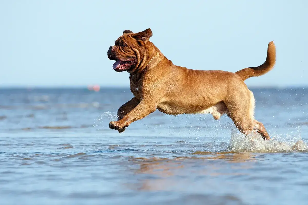 Hercule, le plus gros chien du monde, court joyeusement dans l'eau, éclaboussant de joie sous un ciel bleu.