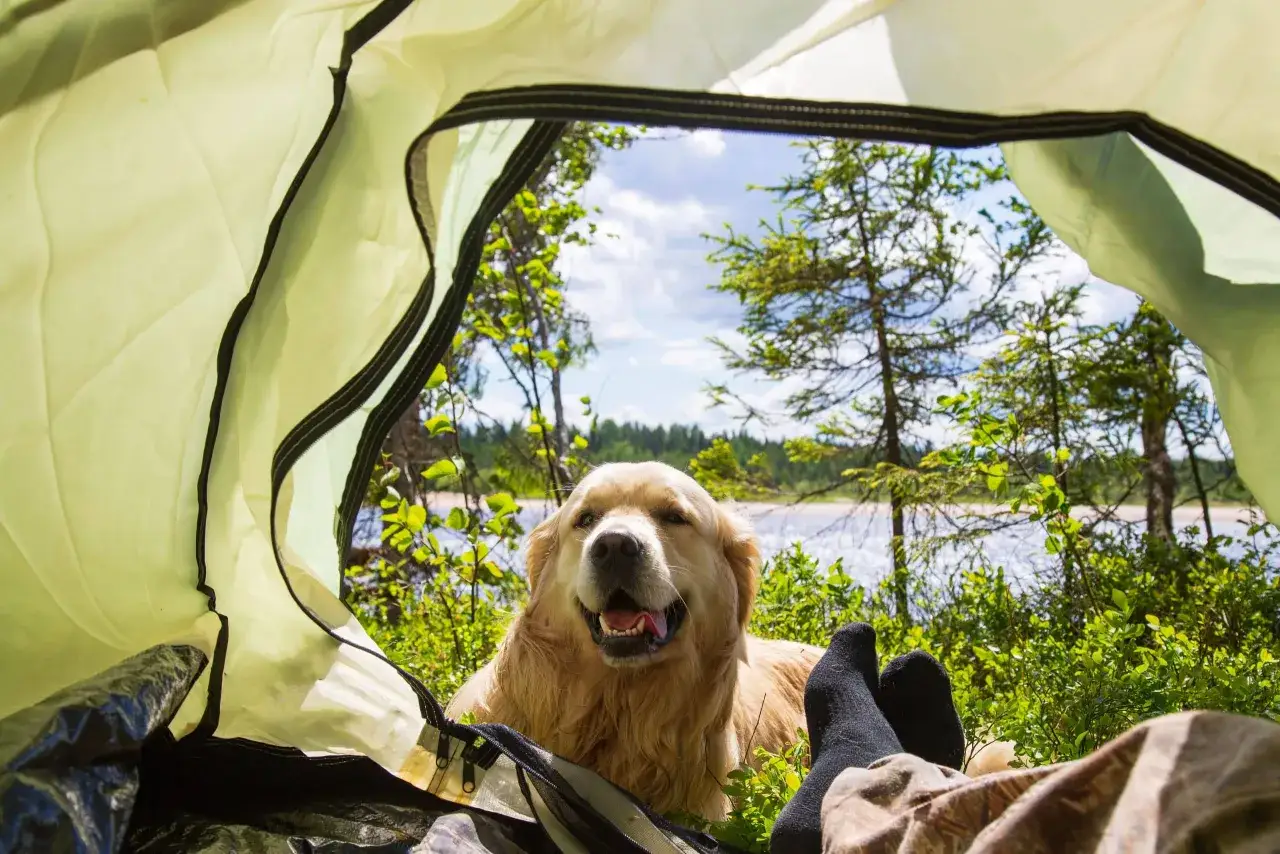 Vue depuis une tente : un chien golden retriever heureux, des pieds en chaussettes noires, et un paysage de forêt et d'eau. Parfait pour un camping avec chien au bord de mer.