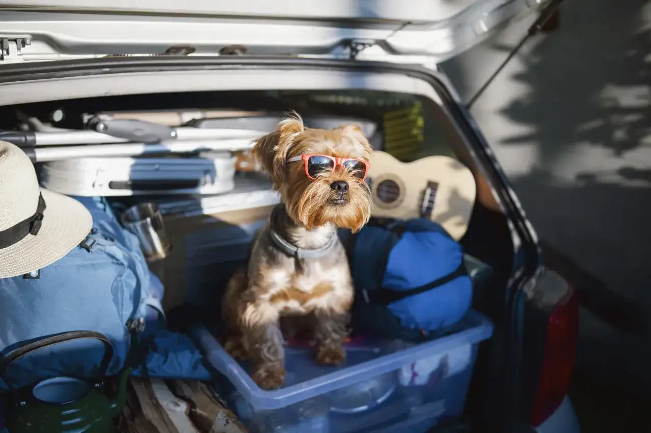 Un petit chien avec des lunettes de soleil orange est prêt pour un voyage. Il est assis dans le coffre d'une voiture rempli de bagages, prêt à faire garder son chien chez soi.