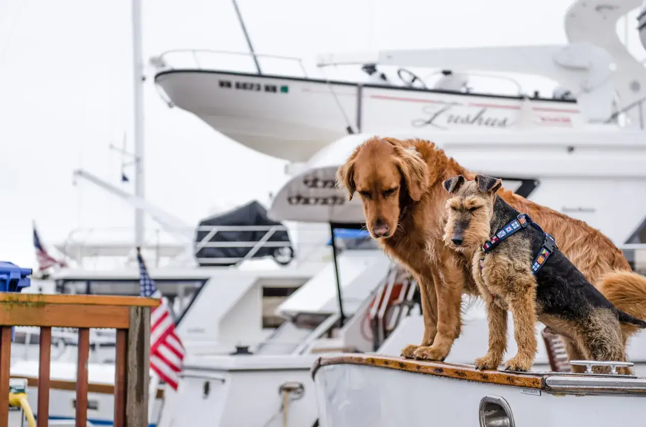 Deux chiens sur un bateau, l'un semble souffrir du chien mal de mer, l'autre est plus alerte.