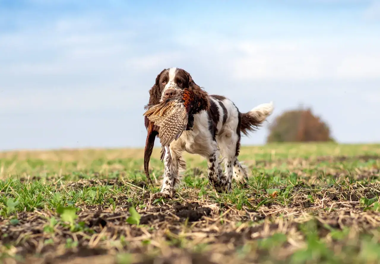 Un springer anglais, fid&egrave;le et plein de caract&egrave;re, rapporte fi&egrave;rement un faisan dans un champ sous un ciel bleu.