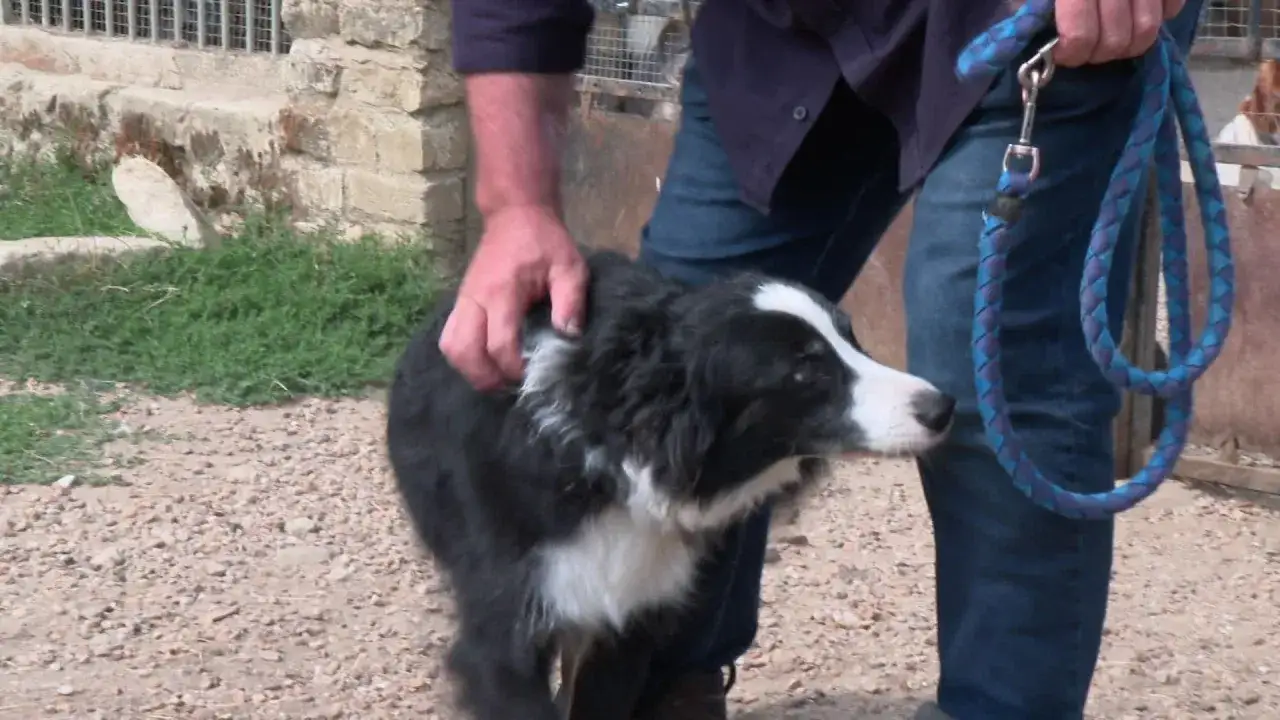 Un chien border collie noir et blanc est caressé par une main. Une laisse bleue est tenue. Une solution pour ou mettre son chien quand on part en vacances.