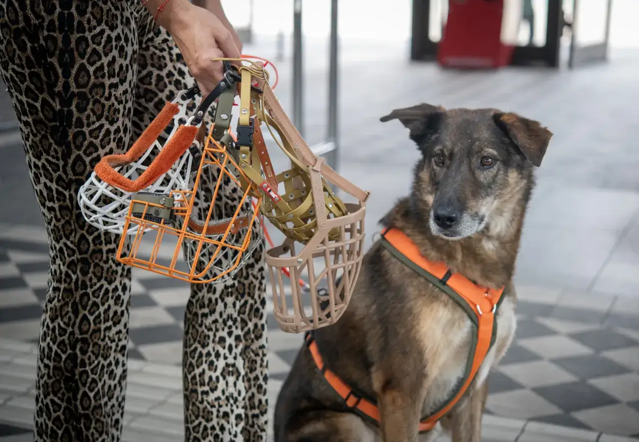 Une personne tient plusieurs muselières pour chien, dont une blanche et une orange, tandis qu'un chien est assis à côté, portant un harnais. Ces accessoires servent de muselière pour empêcher d'aboyer.