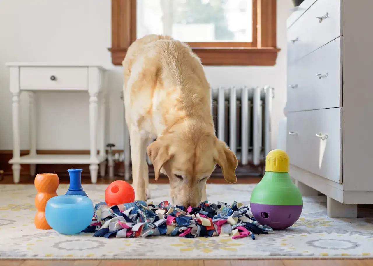 Un chien renifle un tapis de fouille coloré, entouré de jouets, dont un kong distributeur croquette.