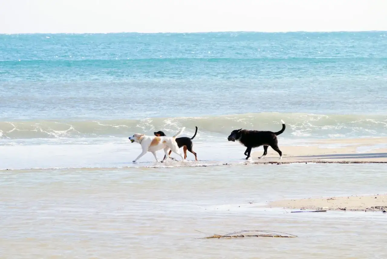 Trois chiens profitent de la plage au Portugal. Un blanc et roux court avec une balle, suivi d'un noir et d'un grand noir. Les chiens sont bien acceptés ici !