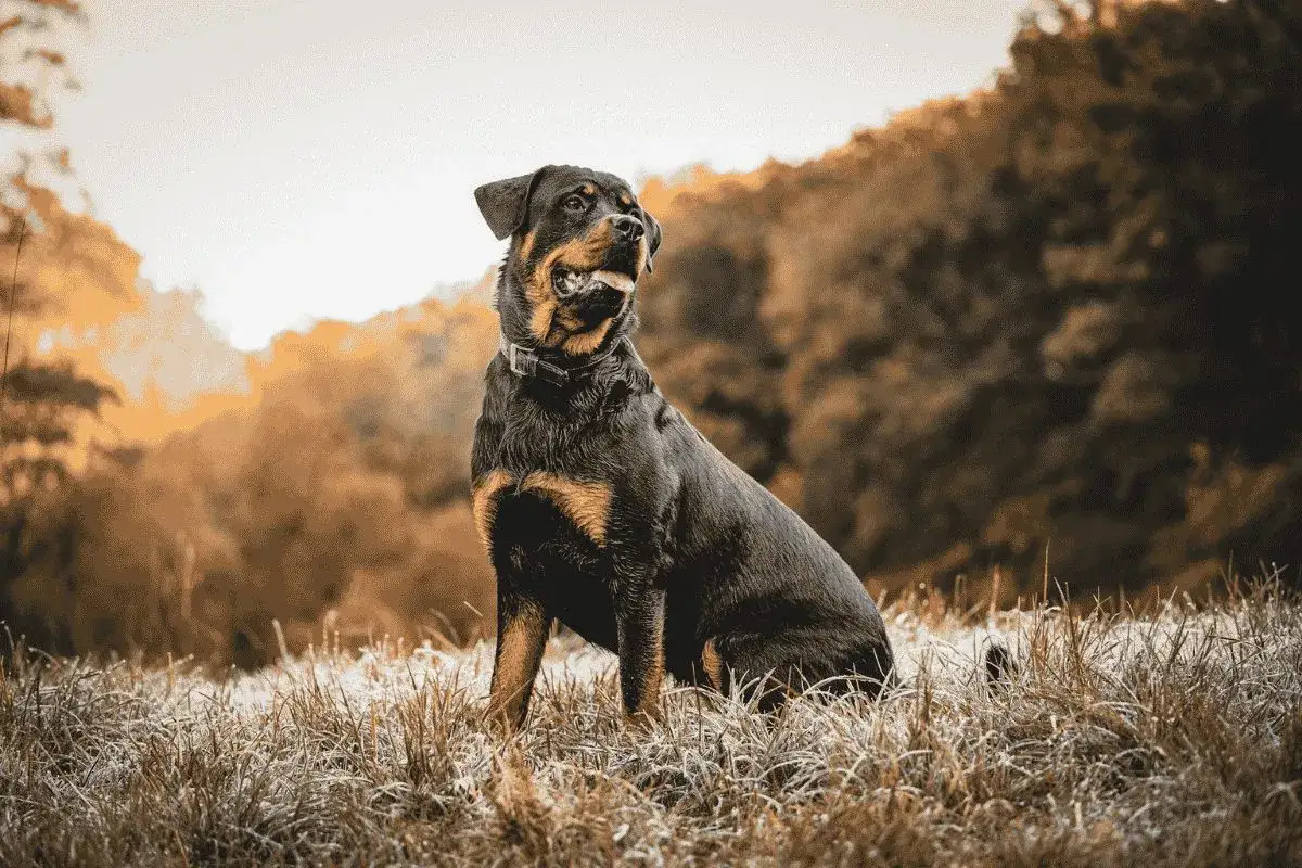 Un magnifique rottweiler, au pelage noir et brun, assis dans l'herbe givrée d'un champ, avec un arrière-plan boisé aux couleurs automnales.