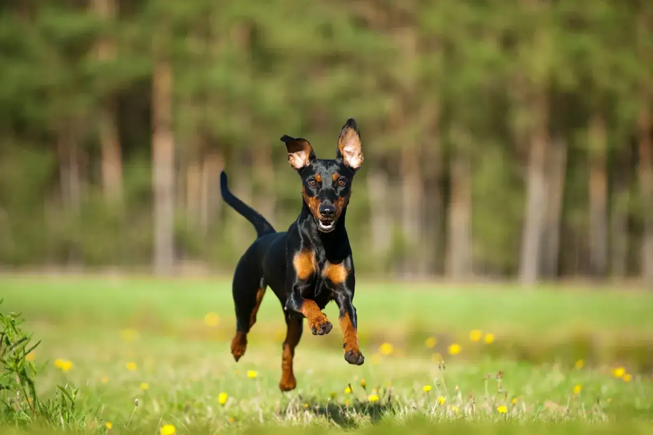 Un pinscher moyen noir et feu court joyeusement dans un champ verdoyant parsem&eacute; de fleurs jaunes, les oreilles dress&eacute;es.