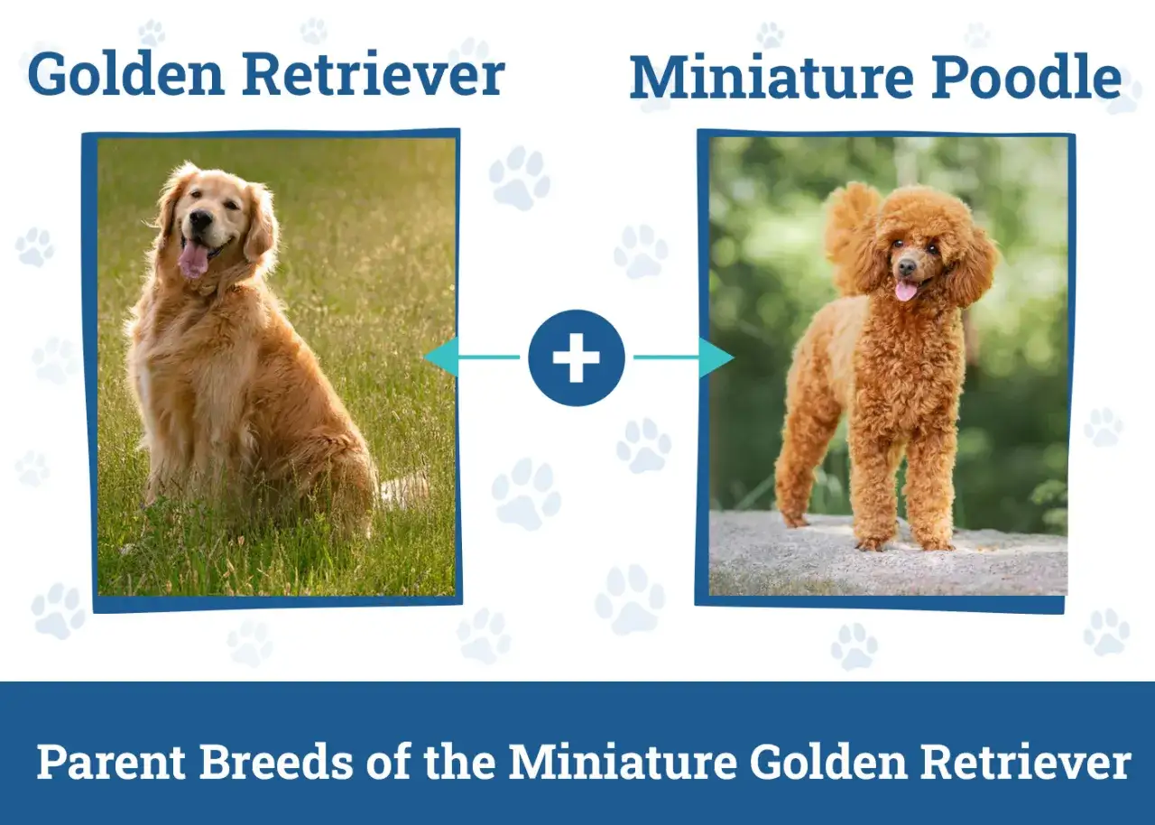 Un Golden Retriever et un Caniche nain se combinent pour cr&eacute;er un mini Golden Retriever.
