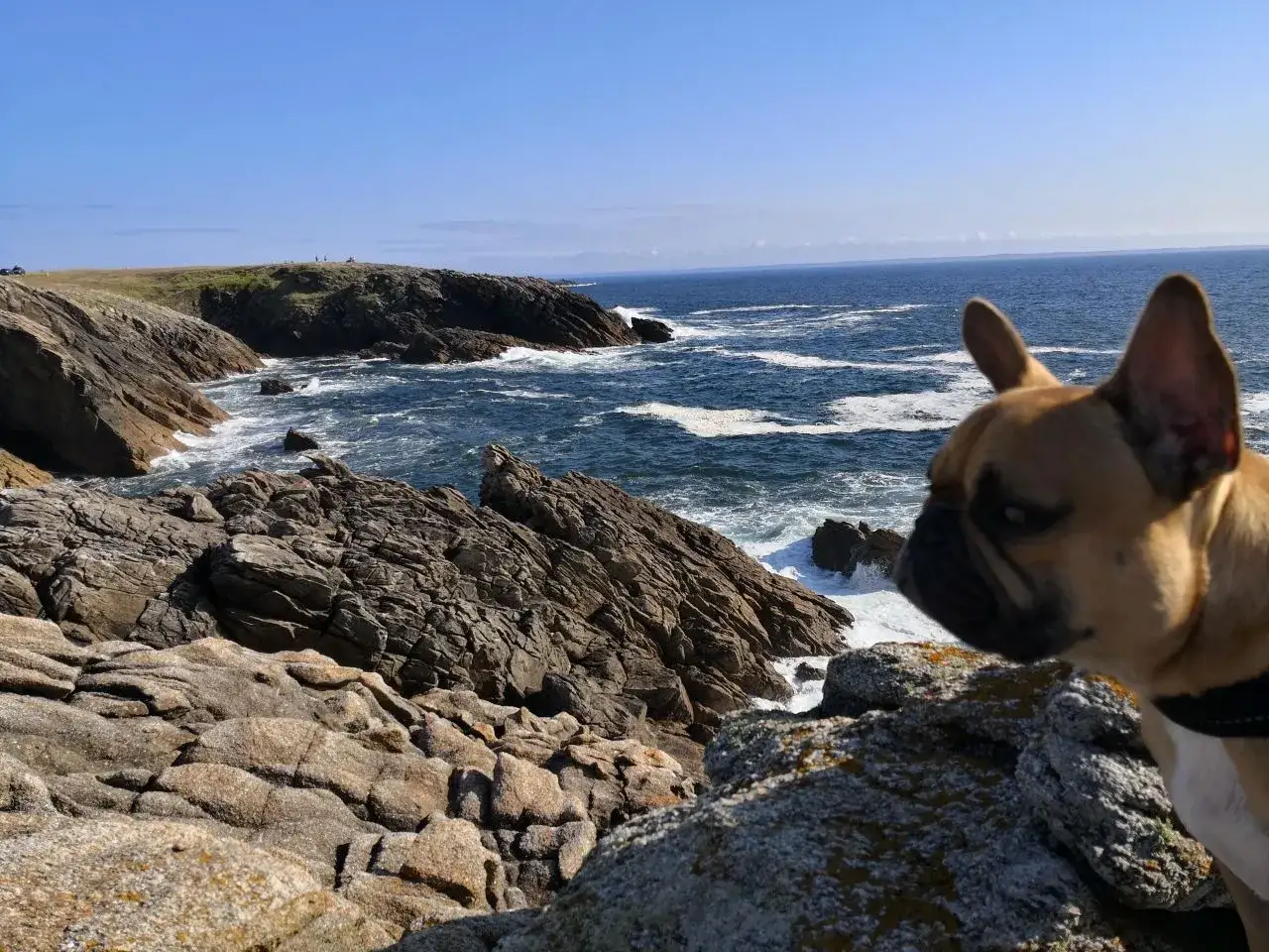 Un bouledogue français profite d'un camping dog friendly en Bretagne, face à l'océan déchaîné et aux rochers escarpés.