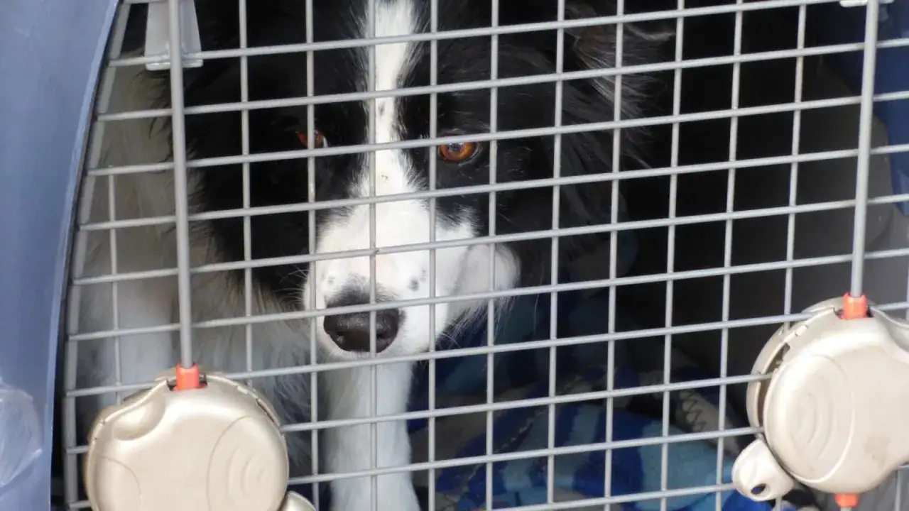 Un chien border collie dans une cage de transport, prêt pour un voyage conforme à la norme IATA.