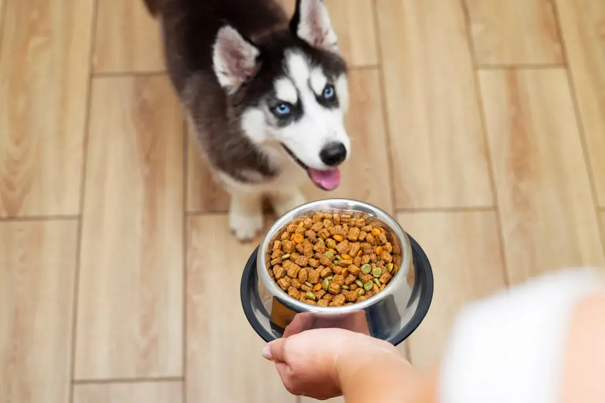Un adorable chiot husky aux yeux bleus attend avec impatience sa gamelle de barf.
