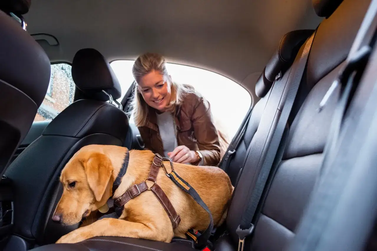 Une femme attache son chien en voiture avec un harnais de sécurité. Le chien, un labrador couleur sable, est assis sur la banquette arrière.