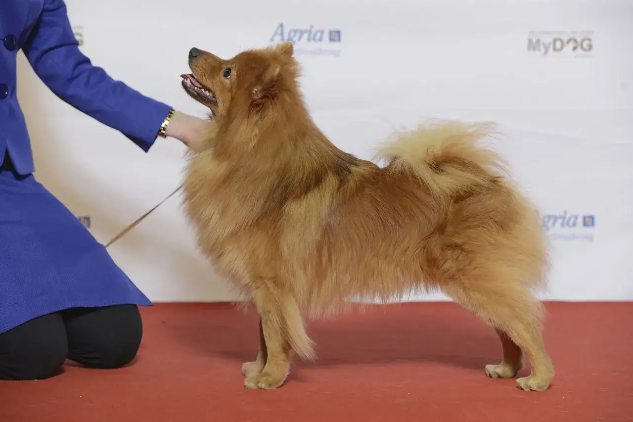 Un magnifique spitz moyen roux, fier sur un tapis rouge, est pr&eacute;sent&eacute; par une personne en costume bleu.