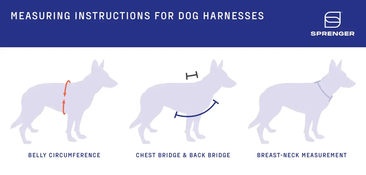 Instructions pour mesurer le tour de ventre, le poitrail et le cou de votre chien afin de choisir le bon harnais pour petit chien.