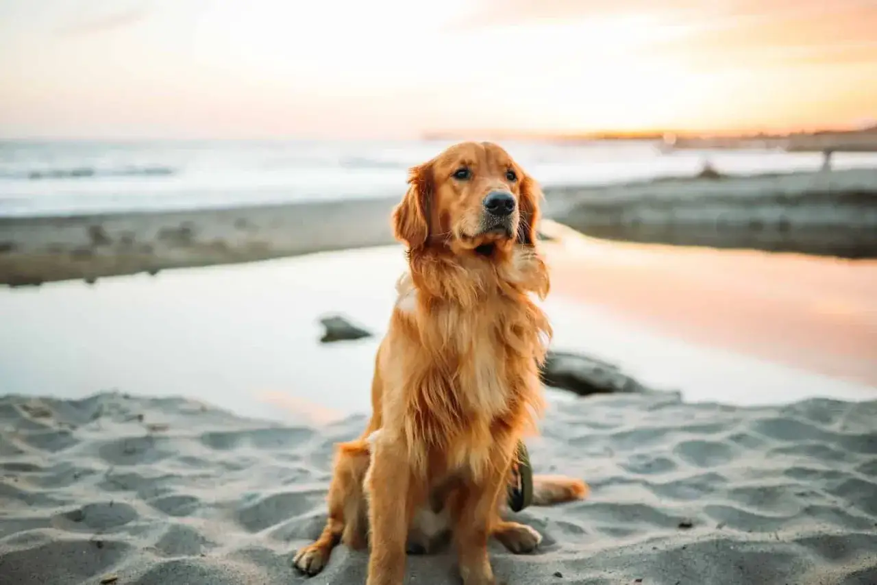Un magnifique chien golden retriever assis sur une plage de sable fin, profitant du coucher de soleil. Un moment paisible sur la plage à Fréjus.
