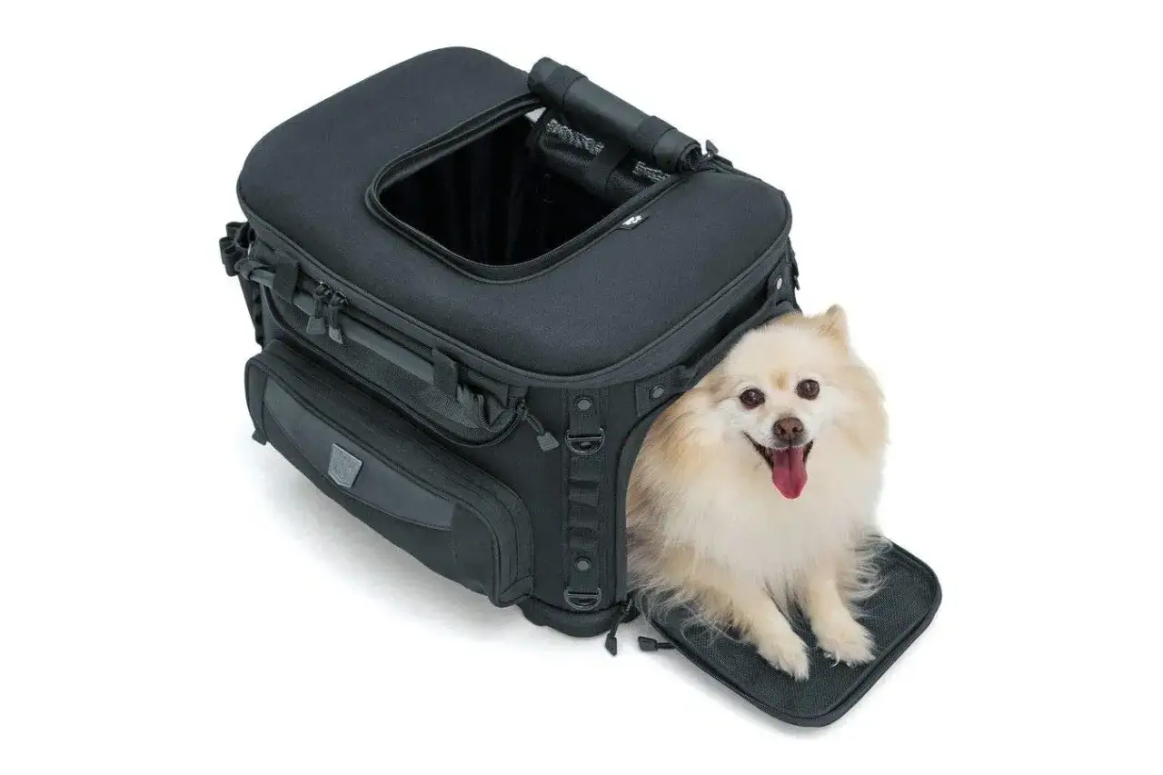 Un adorable petit chien sort d'une caisse de transport pour quad, prêt pour l'aventure.