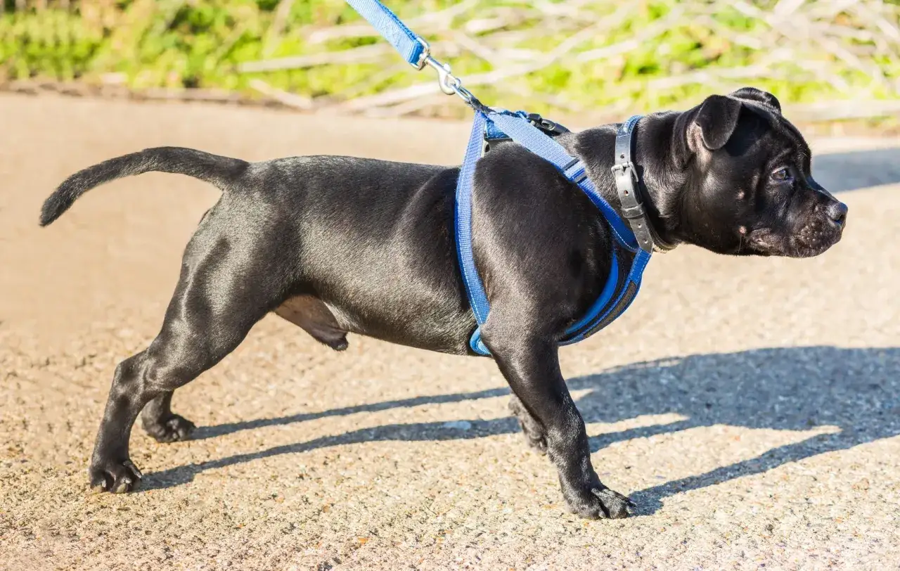 Un jeune chien noir, peut-être un spitz nain, porte un harnais bleu et une laisse. Il marche sur un chemin ensoleillé.