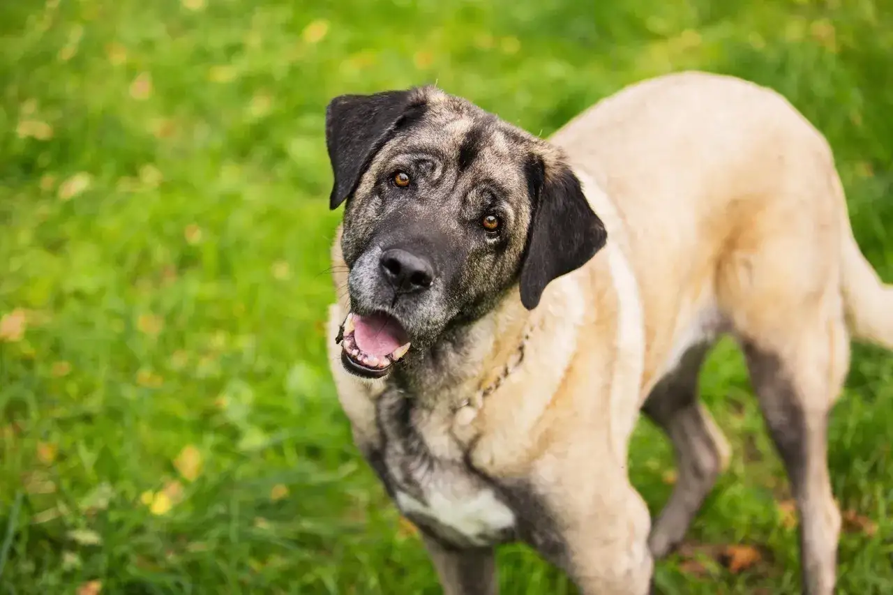 Un grand chien au pelage clair et au masque sombre, heureux lors d'une promenade à Nantes.