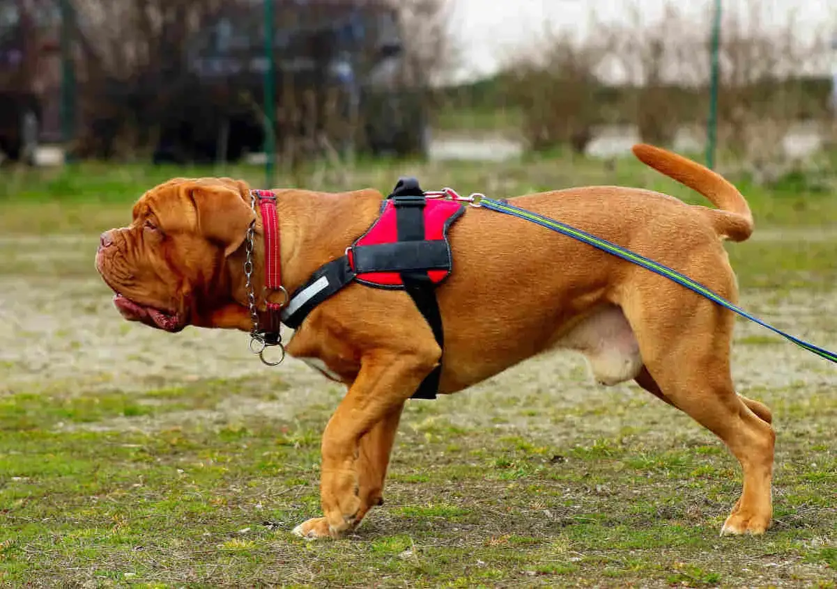 Un Dogue de Bordeaux porte un harnais en T rouge et noir, prêt pour une promenade.