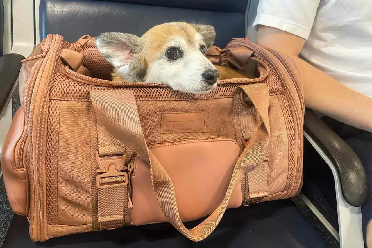Un adorable corgi dans son sac de transport, prêt pour le voyage. Renseignez-vous sur le tarif transport chien Nouvelle-Calédonie.
