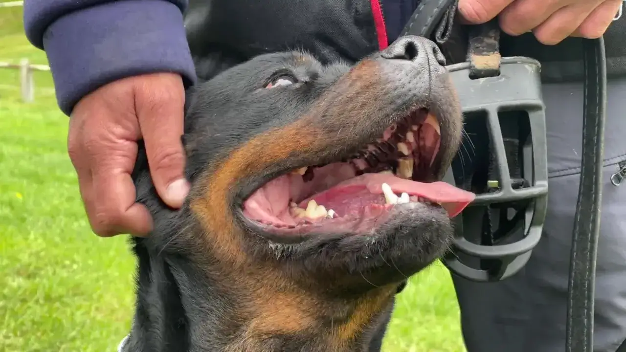 Un Rottweiler avec la gueule ouverte, une main caresse sa tête. Un museau est visible, rappelant que le mordant chien interdit.