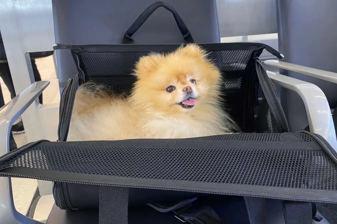 Petit Spitz tout mignon dans sa cage norme IATA, prêt pour le voyage.