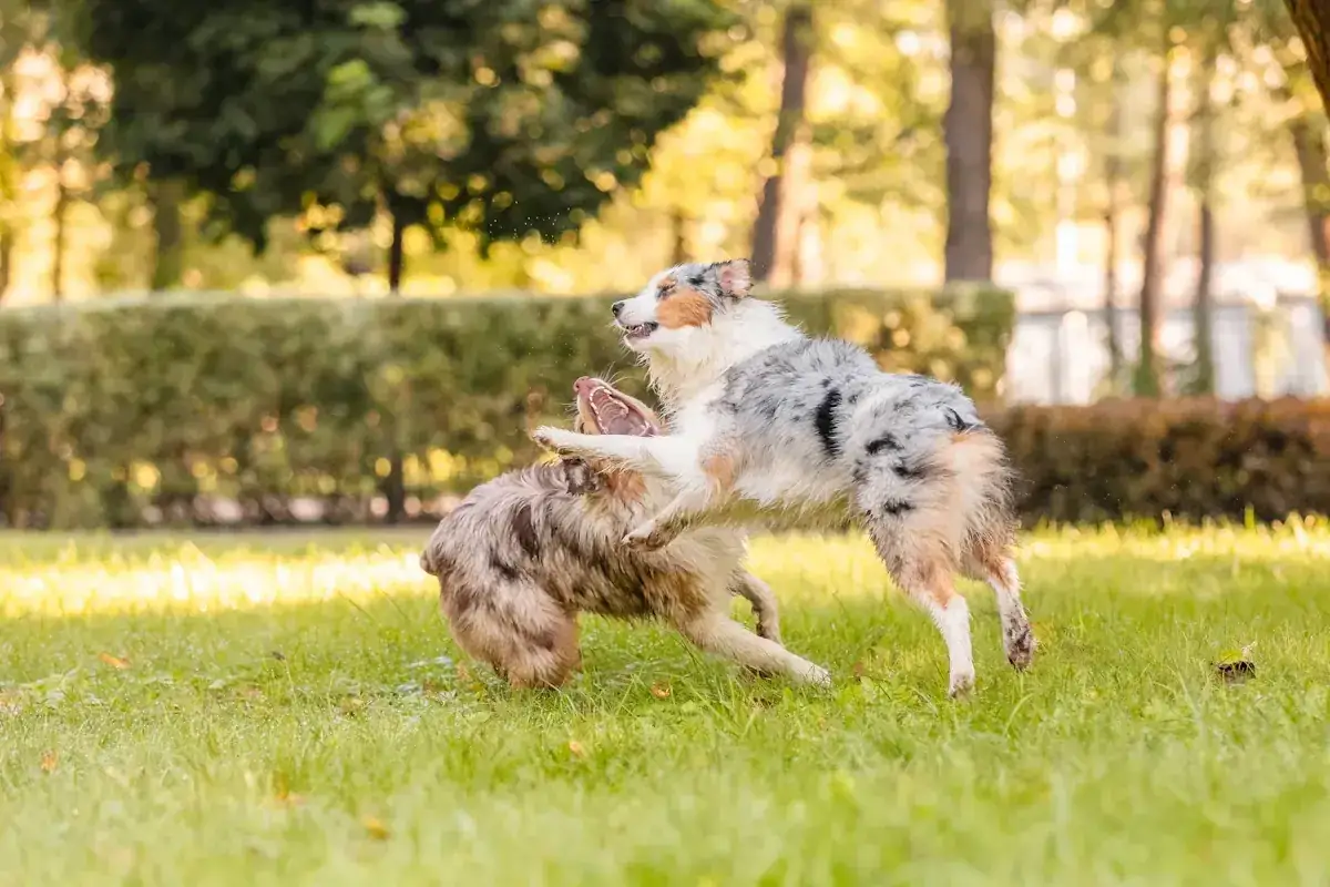 Deux chiens se battent par jalousie dans un parc ensoleillé, leurs corps s'entremêlant dans un jeu animé sur l'herbe verte.