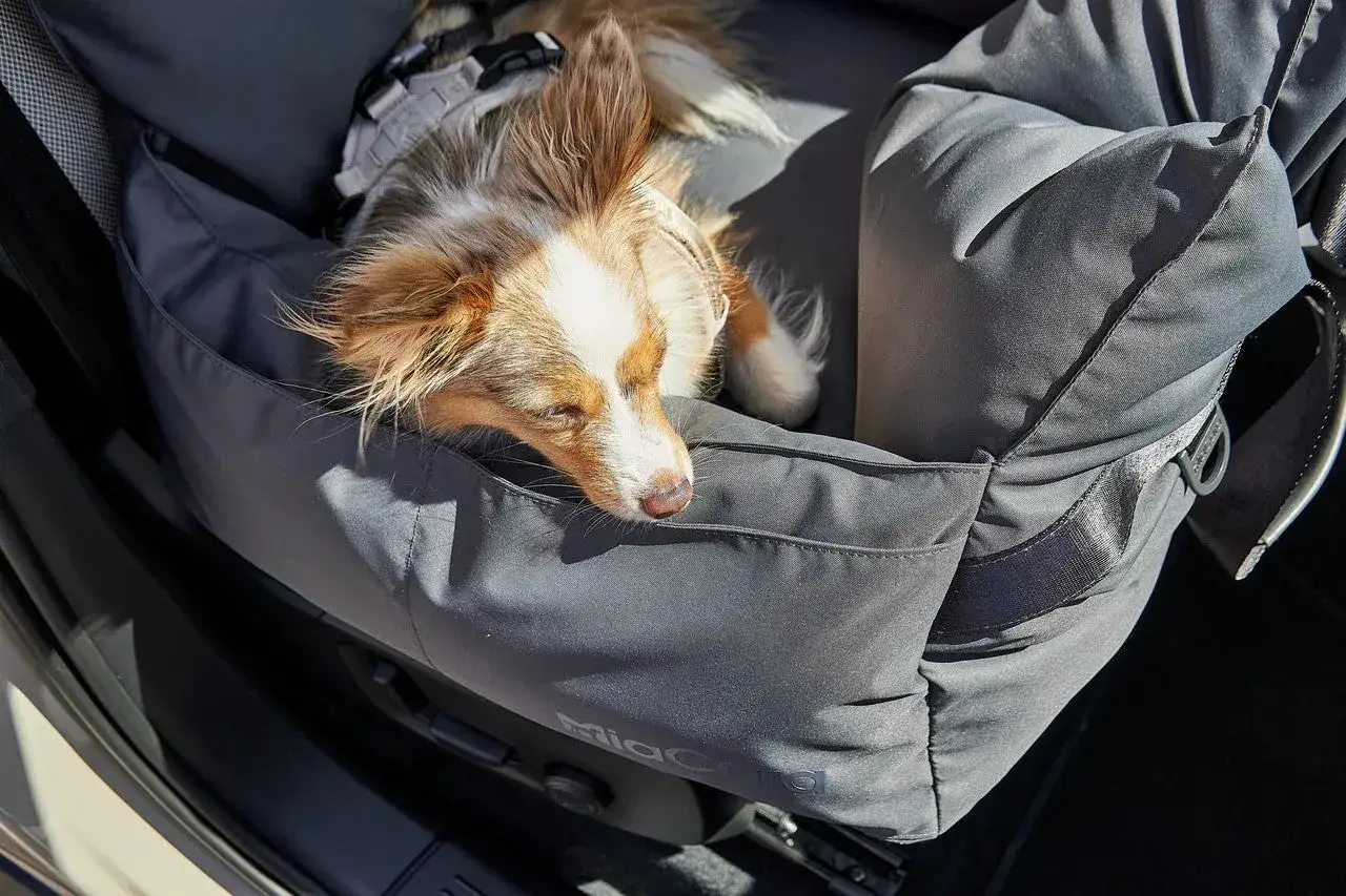 Petit chien endormi dans son siège auto, prêt pour le camping toutou.